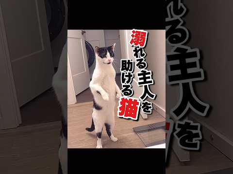 大慌ての猫が可愛すぎる #かわいい動物動画 #おもしろ動物動画 #ねこ