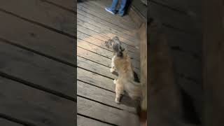 Mini doge to the fire