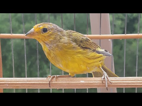 CANÁRIO DA TERRA CANTANDO ESSE TEM FIBRA ESTIMULE seu canário cantar #shortvideo  #birds !!