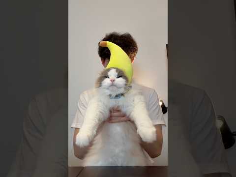 Mofu’s fruit hats #cat #ragdoll