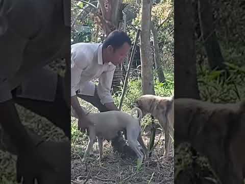 How to breed multiple dogs