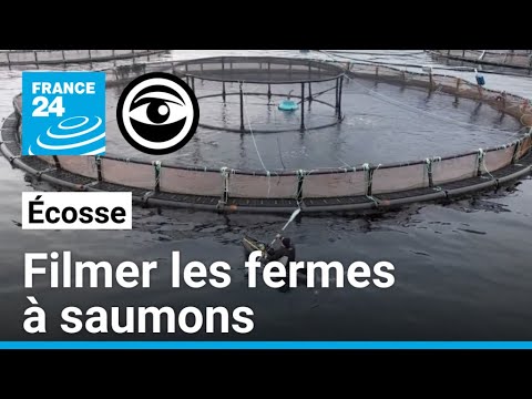 L'activiste qui dénonce les dérives de l'industrie écossaise du saumon • Les Observateurs