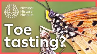Why do butterflies taste with their feet? | Surprising Science