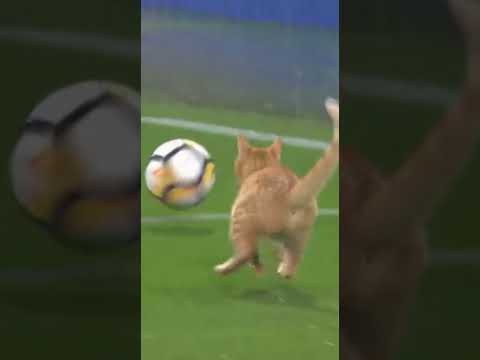 😼⚽ Best Defender of the Match: A Cat 😼⚽ Коли кіт — найкращий захисник матчу