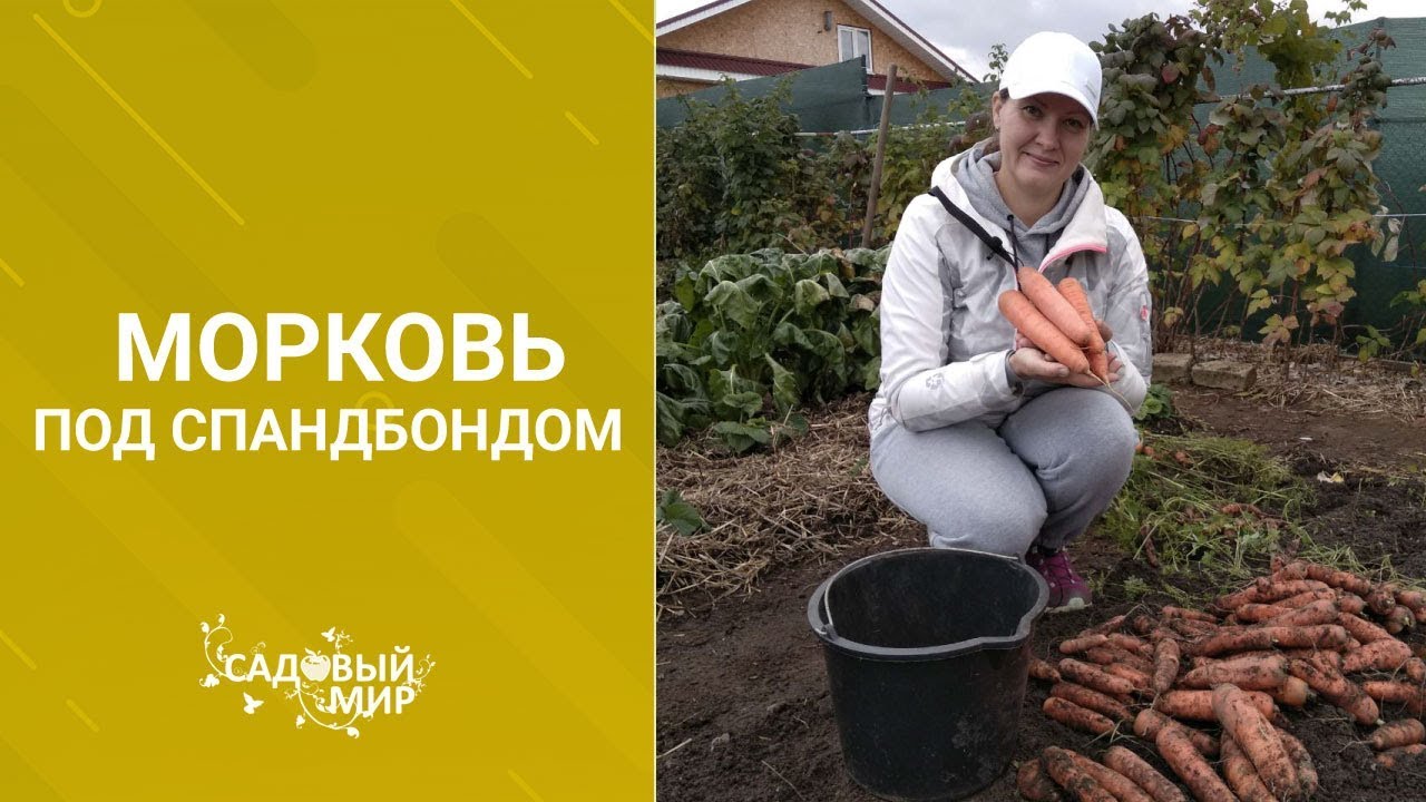 Морковь. Как получить самый большой урожай