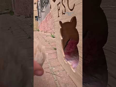 Mama Cat joy and shock upon seeing her kittens in a cute wooden house. #rescuedcat #cat #cathouse