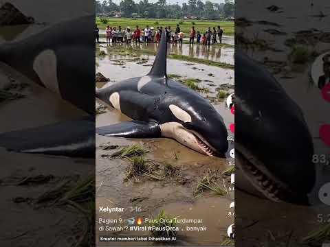 IKAN PAUS TERDAMPAR DI SAWAH?! #shorts