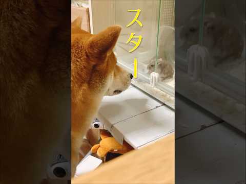 新メンバーの残像に驚く柴犬こむぎ #lineスタンプ販売中 #柴犬 #あるじのステップ