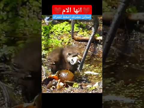 الام هي اول من يعلمنا كيف نعيش في الحياة #shorts