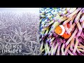 Coral Reefs: Conservation and Impact