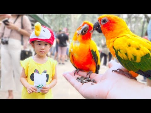 Song about birds! by Playground Family Fun For Kids