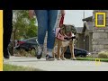 Managing Dog Behavior and Training