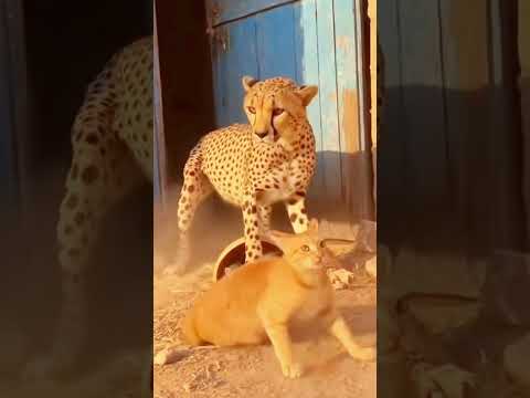 Powerful Cat Forces Out a Cheetah That Suddenly Entered the Yard!