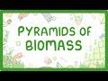 Biomass Transfer and Trophic Levels
