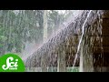 Understanding Monsoons and Their Impact