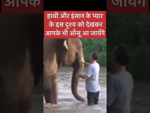 Elephant VS Man Love || हाथी और इंसान के बीच का प्यार || #elephant #shorts #jungle #ytshorts
