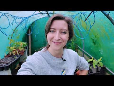 Polytunnel update - What's growing and what isn't...