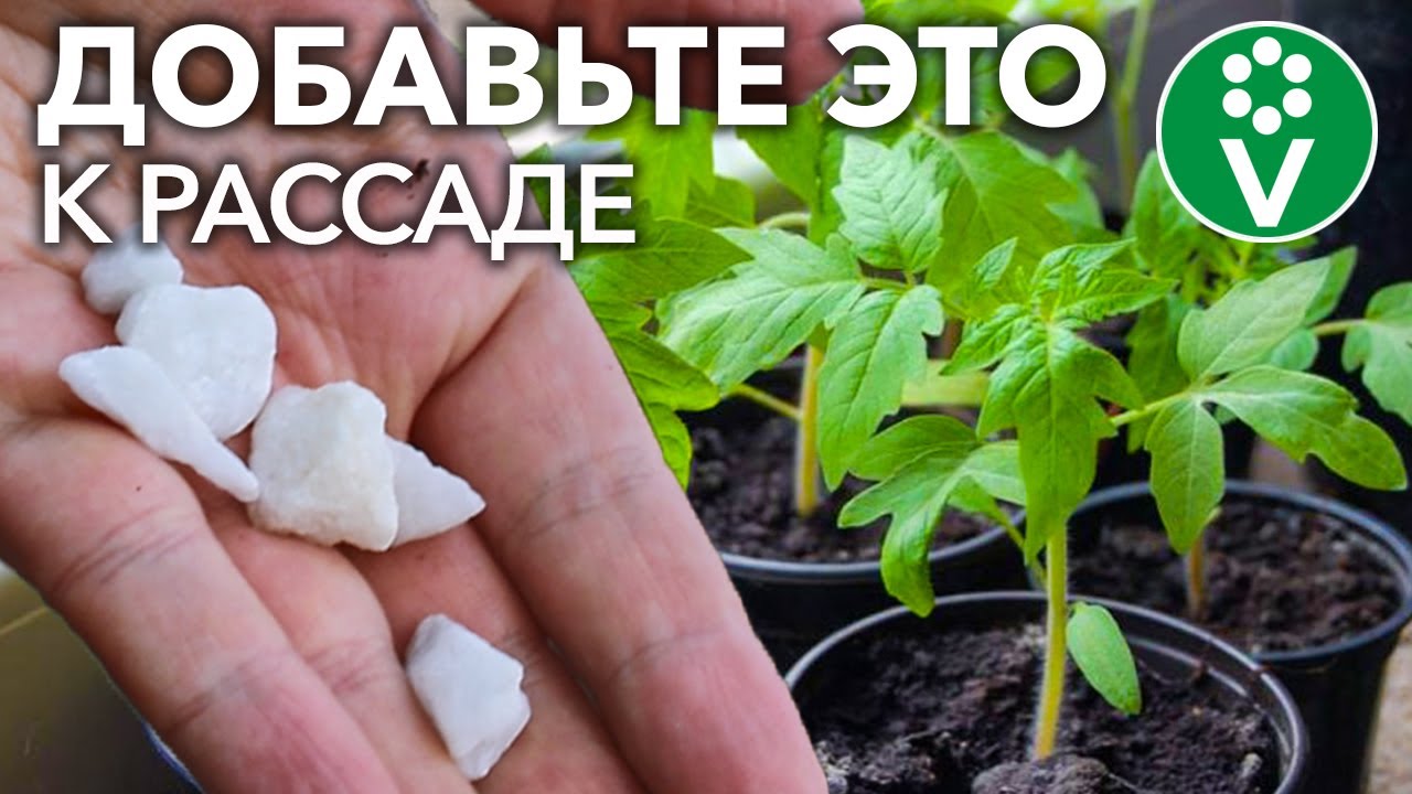 Обязательная подкормка для томатов, которая не даст им заболеть