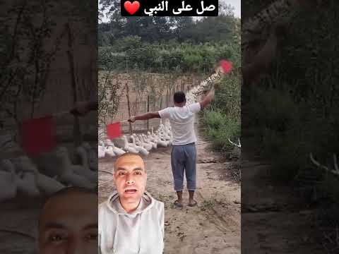 صاحب مزرعة البط يعاملهم معاملة طائرة وقت الهبوط !😳😱😅 #shorts #shortsfeed #duck