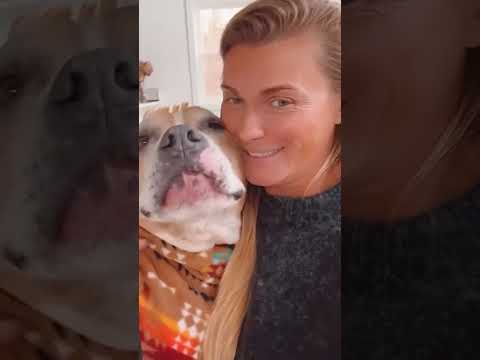 happy dog #dog #funnyvideos #funnydogs #cutedog #doglife #dogs