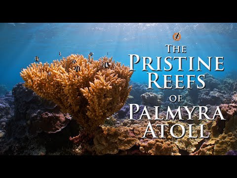 Palmyra Atoll. 4K Underwater stock footage from pristine reefs on Pacific Remote Island