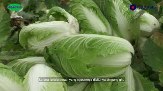 Sawi Putih NOGON 255, Solusi Cerdas Untuk Petani