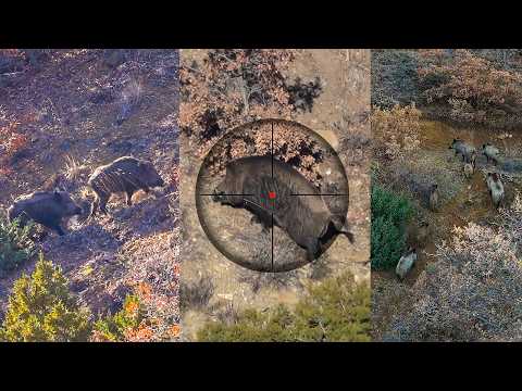 ENDLESS ACTION: INCREDIBLE MASSIVE BOAR SHOTS, EPIC DRONE HUNTING SCENES!