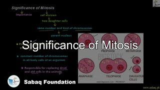 Significance of Mitosis