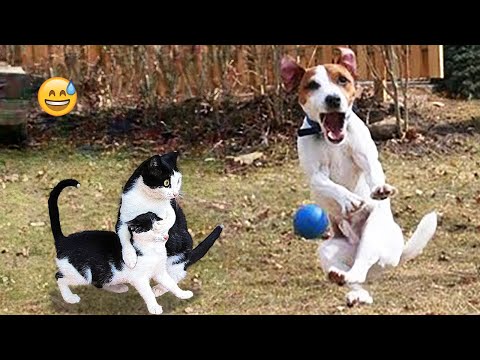 Funny Dogs And Cats Videos 2024 😅 - Best Funniest Animal Videos Of The week #27