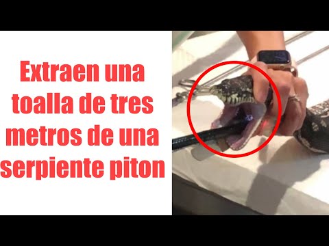 Video  extraen una toalla de tres metros de una serpiente pitón