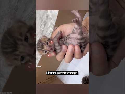 जंगल में तड़पता तेंदुआ बिल्ली का बच्चा और लड़की का रिश्ता #shorts #facts #hindifacts