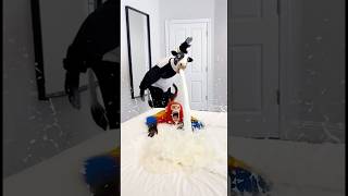 Marvelous Dancing Polish Cow funny cow dance Cow Song Cow Videos cow farm monkey bibi cow milk #cow