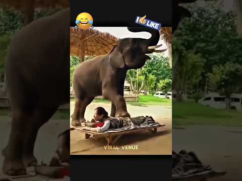 💫 மாணிக்கம் மசாஜ் சர்வீஸ்! 🐘🐘🤣