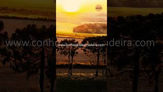 A Araucária #shorts