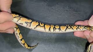 Clutch #12 Follow-Up! Ball Python- Proved Another 50% Het! Hyp, HRA, Pastel + Het G-Stripe 💥💯