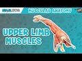 Muscle Functions and Actions