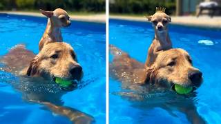 #22 Die besten Videos 2026 || ✪ Stern DuTube