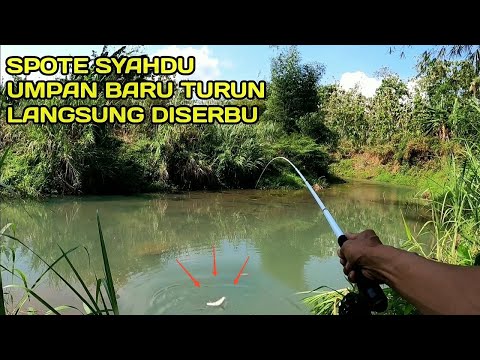 Mancing Nilem Spotnya Syahdu Umpan Turun ikan Langsung Menyerbu #LM12