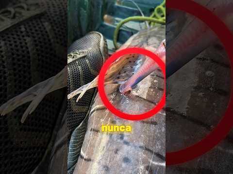 🚨 NUNCA entre nos rios da AMAZÔNIA!! #shorts #curiosidades #candiru #perigo