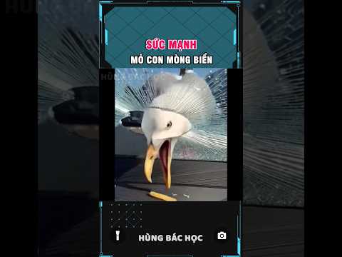 coi thường sức mạnh mỏ con mòng biển và kết cục