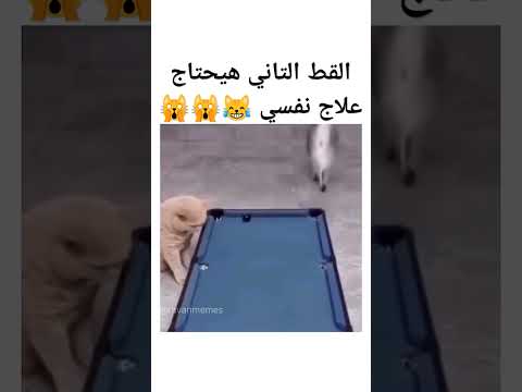 حقيقي ولا متعدل ؟ 😂😂 #اكسبلور #كوميديا #ضحك #ميمز_ضحك #funny #memes #قطط #قطط_مضحك #حيوانات