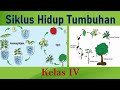 Kuis Siklus Hidup Tumbuhan