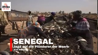 Senegal: Jagd auf die Plünderer der Meere ARTE Reportage