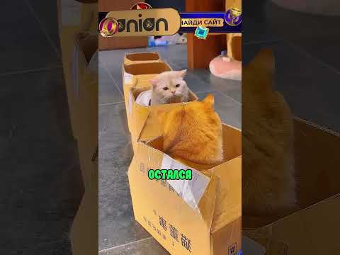 Они хотели сделать поезд но у них не получилось, поддержи котика лайком 👍