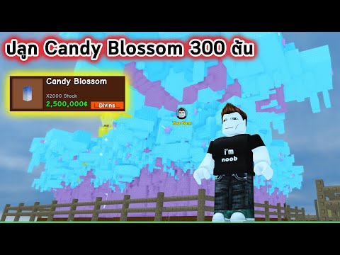 ปลูก Candy Blossom 300 ต้นทั้งสวน Roblox Grow a Garden Modded