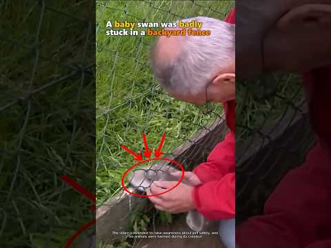 Baby Swan Gets a Hero Rescue!๐ข