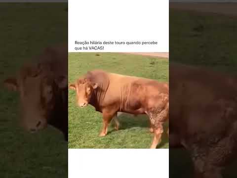 MACHO É MACHO, NÃO IMPORTA A RAÇA NÉ? 🤣🤣
