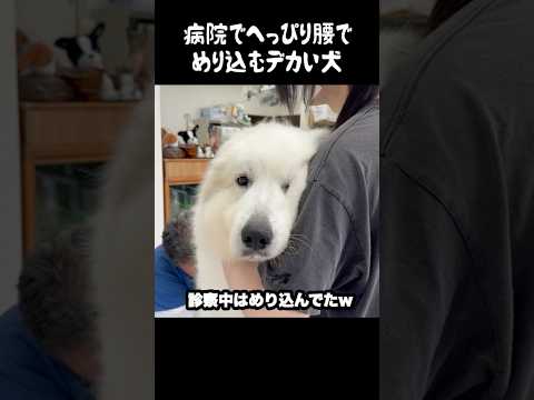 病院が怖くてへっぴり腰になる愛犬　#greatpyrenees #犬のいる生活 #犬のいる暮らし #大型犬のいる生活 #グレートピレニーズ #癒し #可愛い #愛犬 #ペット #大型犬と暮らす