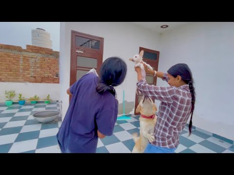 आज तो taffy की खैर नहीं @Priyankahardwork @poojapriyankaofficial786 