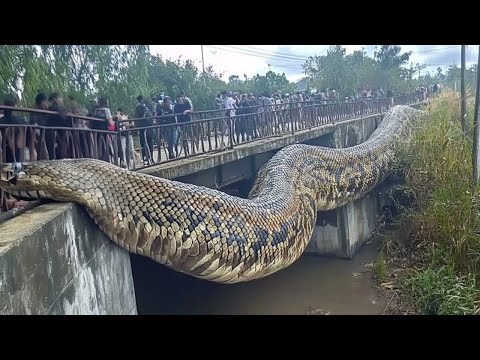 Cobra gigante encontrada na Amazônia é diferente de tudo que já vimos
